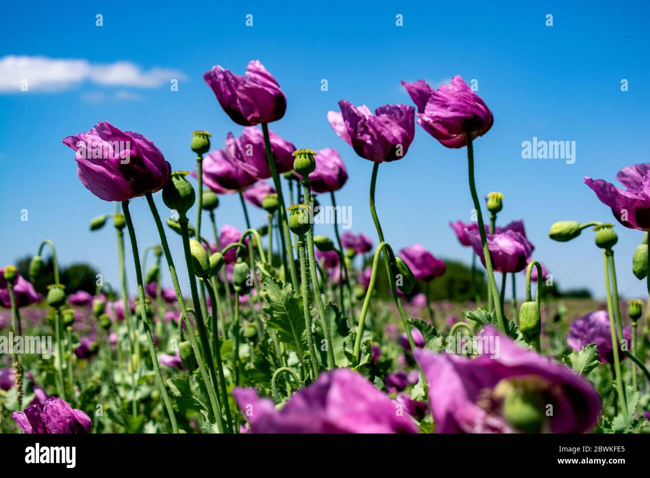 Purple field of poppies Stock Photo