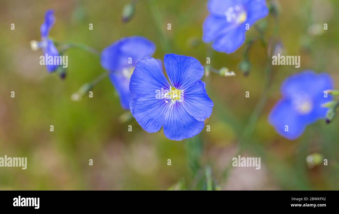 Beautiful close up of Linum Perenne. Also known as perennial flax, blue flax or lint. Stock Photo