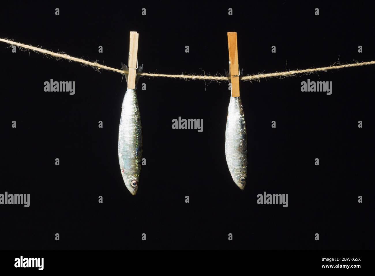 Small silvery fish hi-res stock photography and images - Page 3 - Alamy