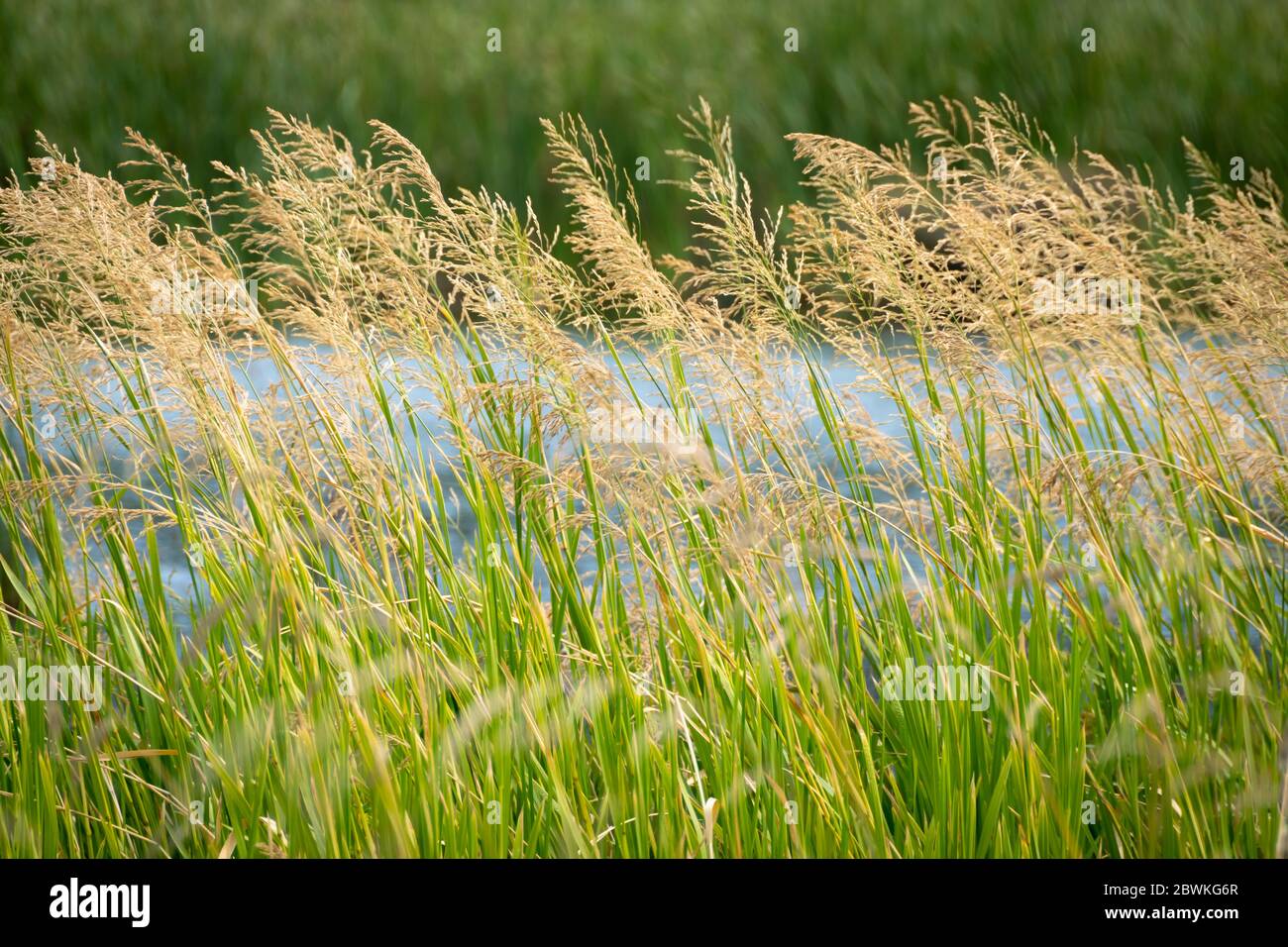 Long grass beside wetland, Matata, near Whakatane, North Island, New Zealand Stock Photo