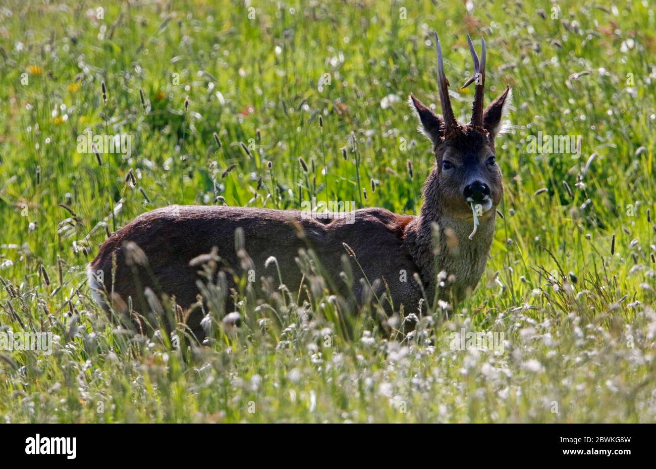 Roe deer stag hi-res stock photography and images - Alamy