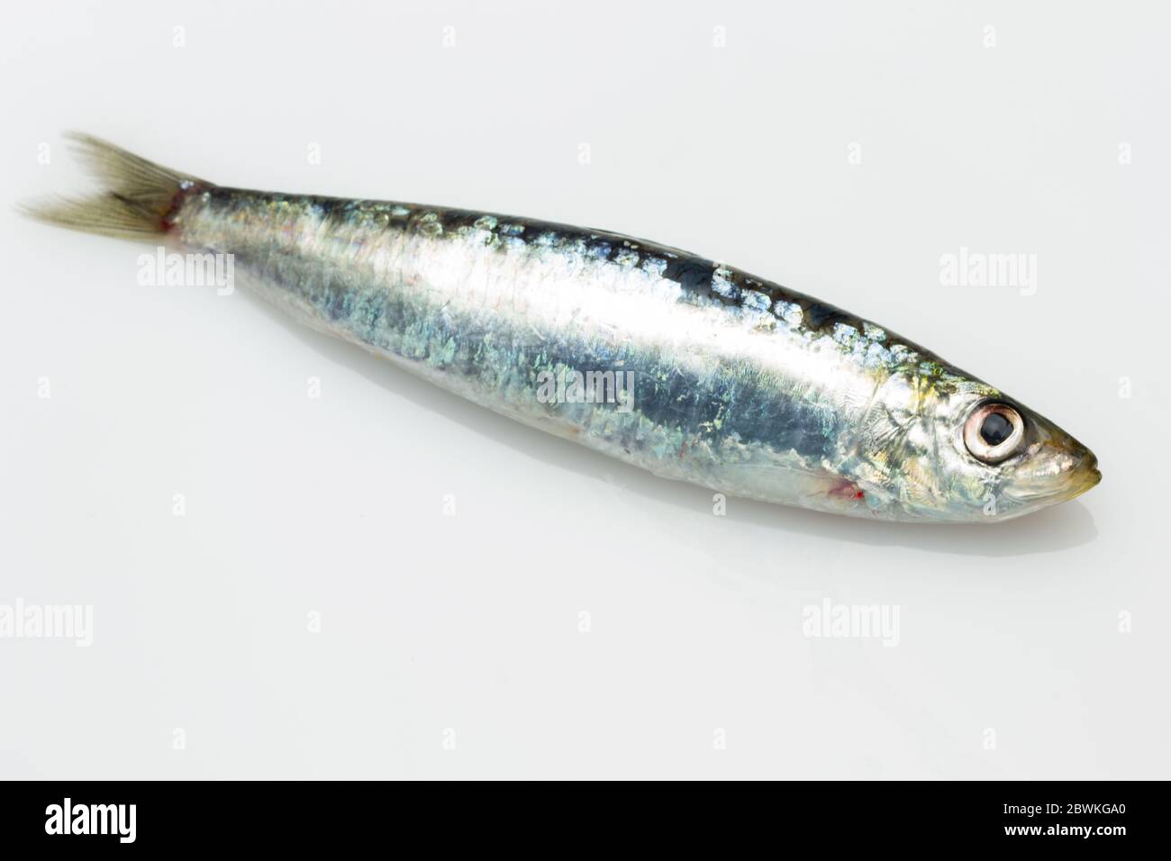 Sardine is a fish that is easily found in fishmongers, it is usually fished  in the Mediterranean Sea and is common in the Mediterranean diet, healthy  Stock Photo - Alamy