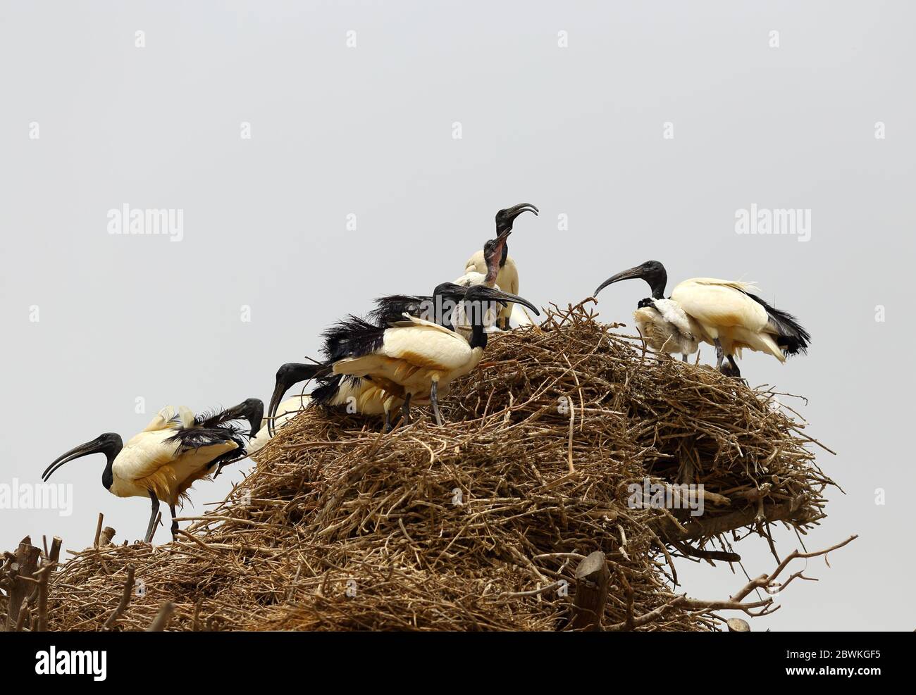 Sacred ibis on the nest, Al Areen Wildlife Park, an introduced species in the Kingdom of Bahrain Stock Photo