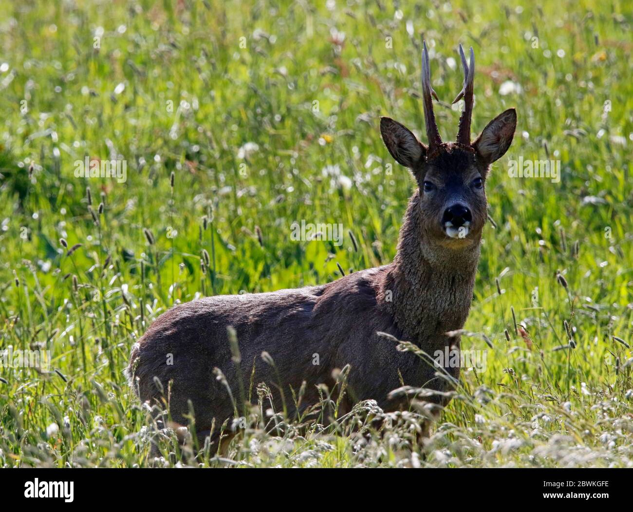 Roe deer stag hi-res stock photography and images - Alamy