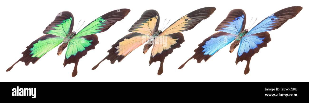Set of colorful butterflies isolated on a white background Stock Photo ...