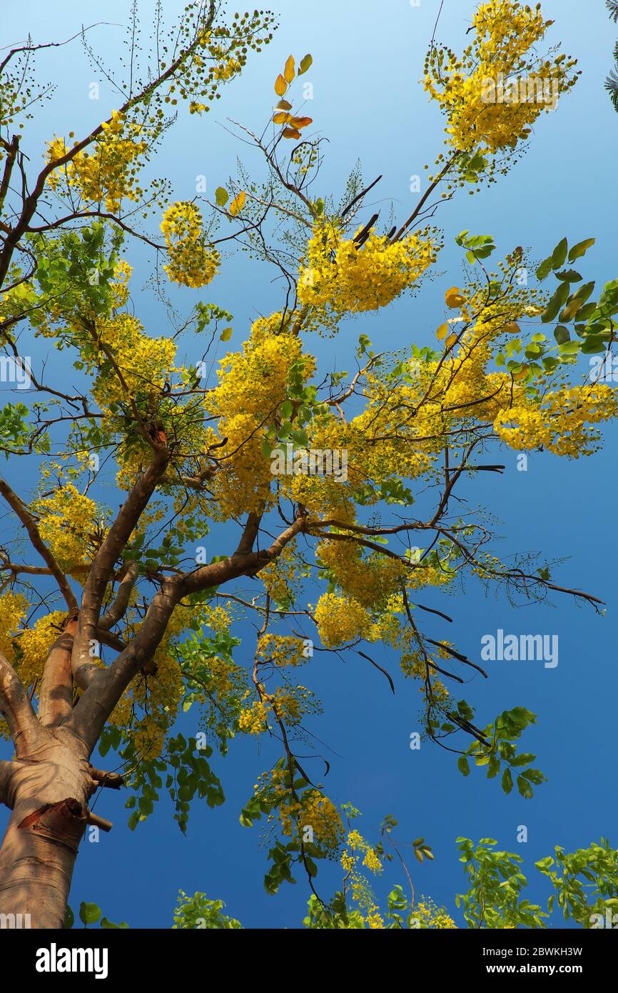 Beautiful golden shower tree bloom yellow bunch of flowers at park, Ho chi Minh city, Vietnam in summer, Cassia fistula so nice on blue sky Stock Photo