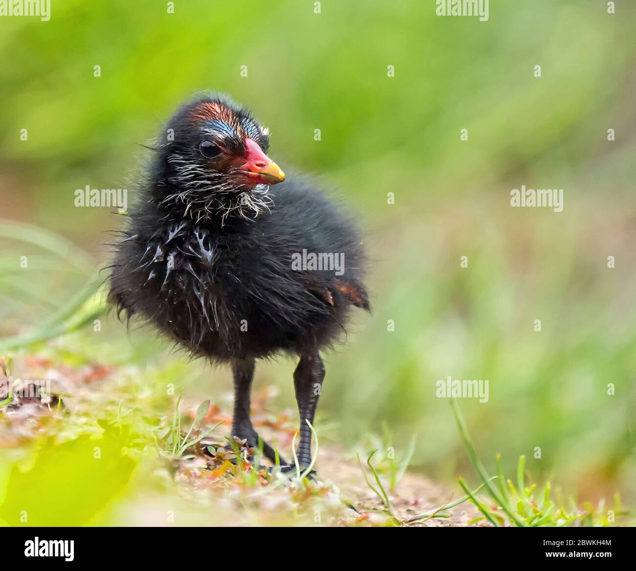 moorhen (Gallinula chloropus), squeaker, Belgium, Kalmthout Stock Photo