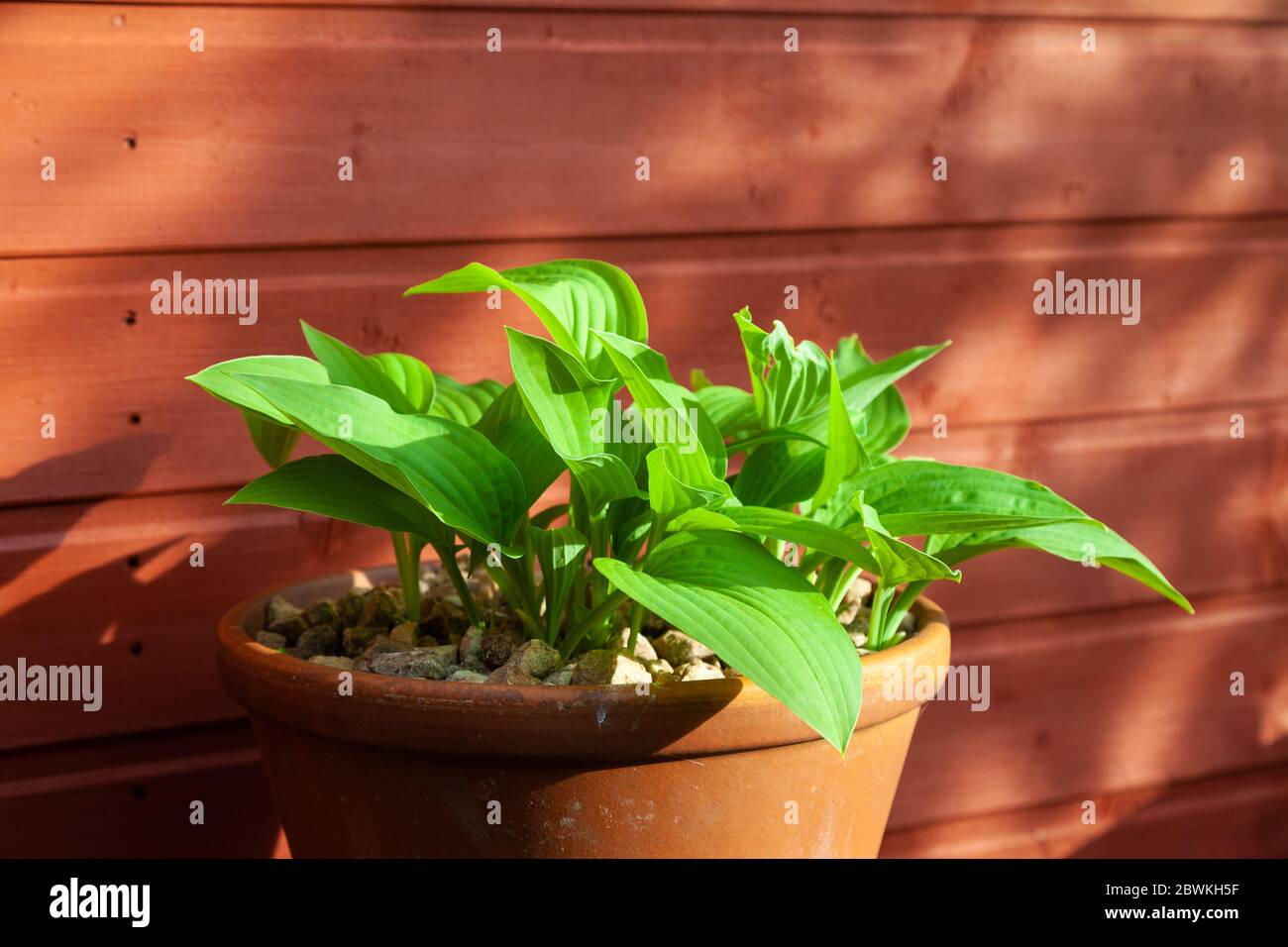 Green hosta leaves in a terracotta pot against a plain wooden shed. Stock Photo