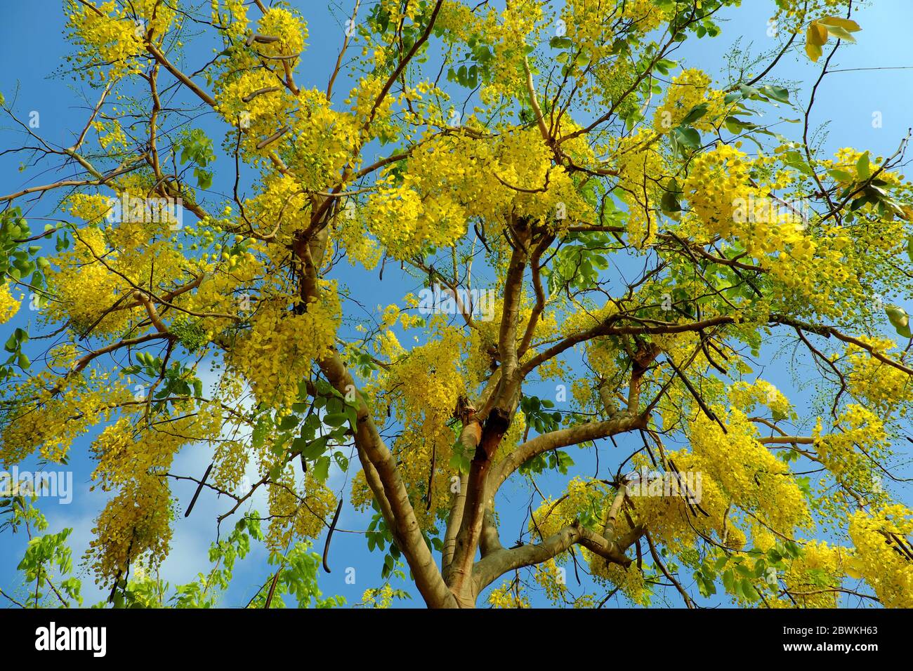 Beautiful golden shower tree bloom yellow bunch of flowers at park, Ho chi Minh city, Vietnam in summer, Cassia fistula so nice on blue sky Stock Photo