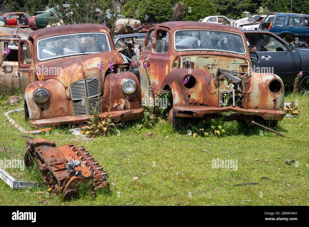 Derelict cars at "Crash Palace", Horopito, North Island, New Zealand
