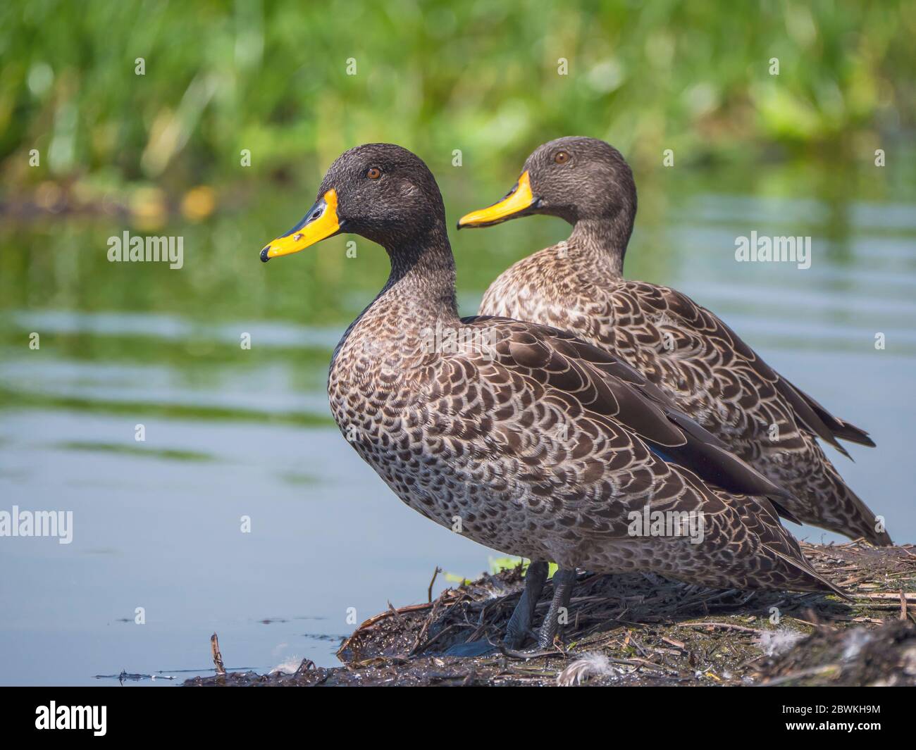 African yellow-bill (Anas undulata), pair standing on the shore , Gambia, Fara Banda Stock Photo