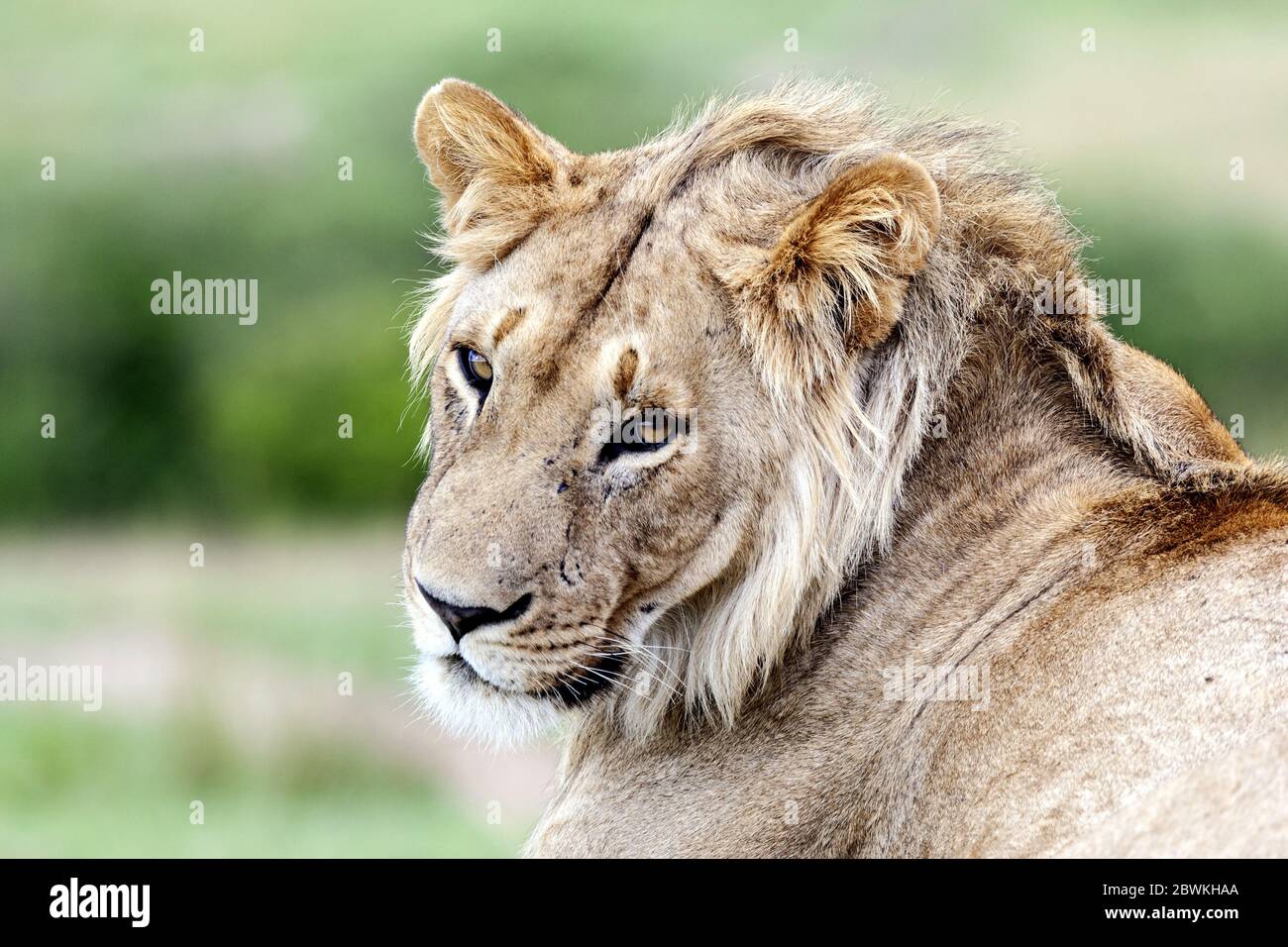 lion (Panthera leo), male portrait, Kenya, Masai Mara National Park ...