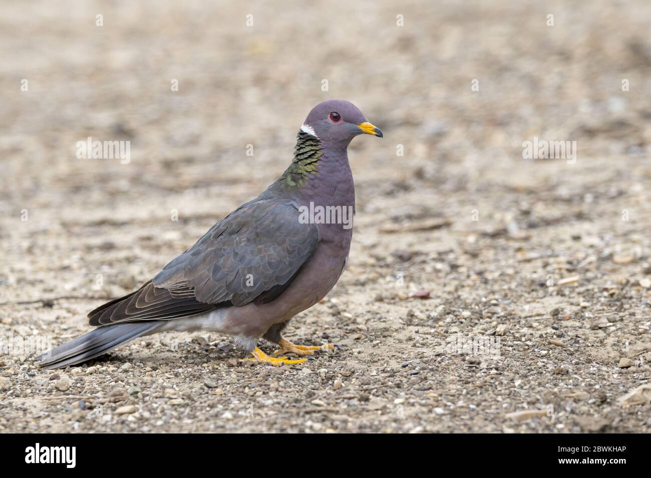 Die-offs of band-tailed pigeons connected to newly discovered parasite