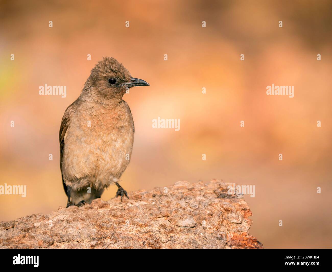 garden bulbul, Common bulbul (Pycnonotus barbatus), adult sitting on rock, Gambia, Faraba Banta Stock Photo