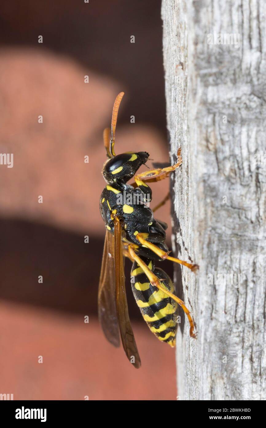 Paper wasp (Polistes gallica, Polistes dominula), sitting at wood, side view, Germany Stock Photo