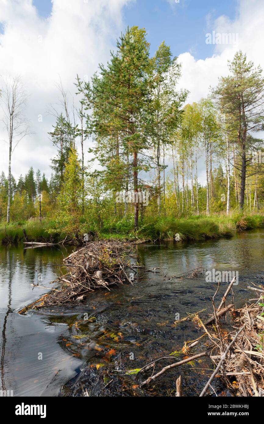 Eurasian beaver, European beaver (Castor fiber), Beaver dam at tranquil lake in taiga forest, Finland Stock Photo