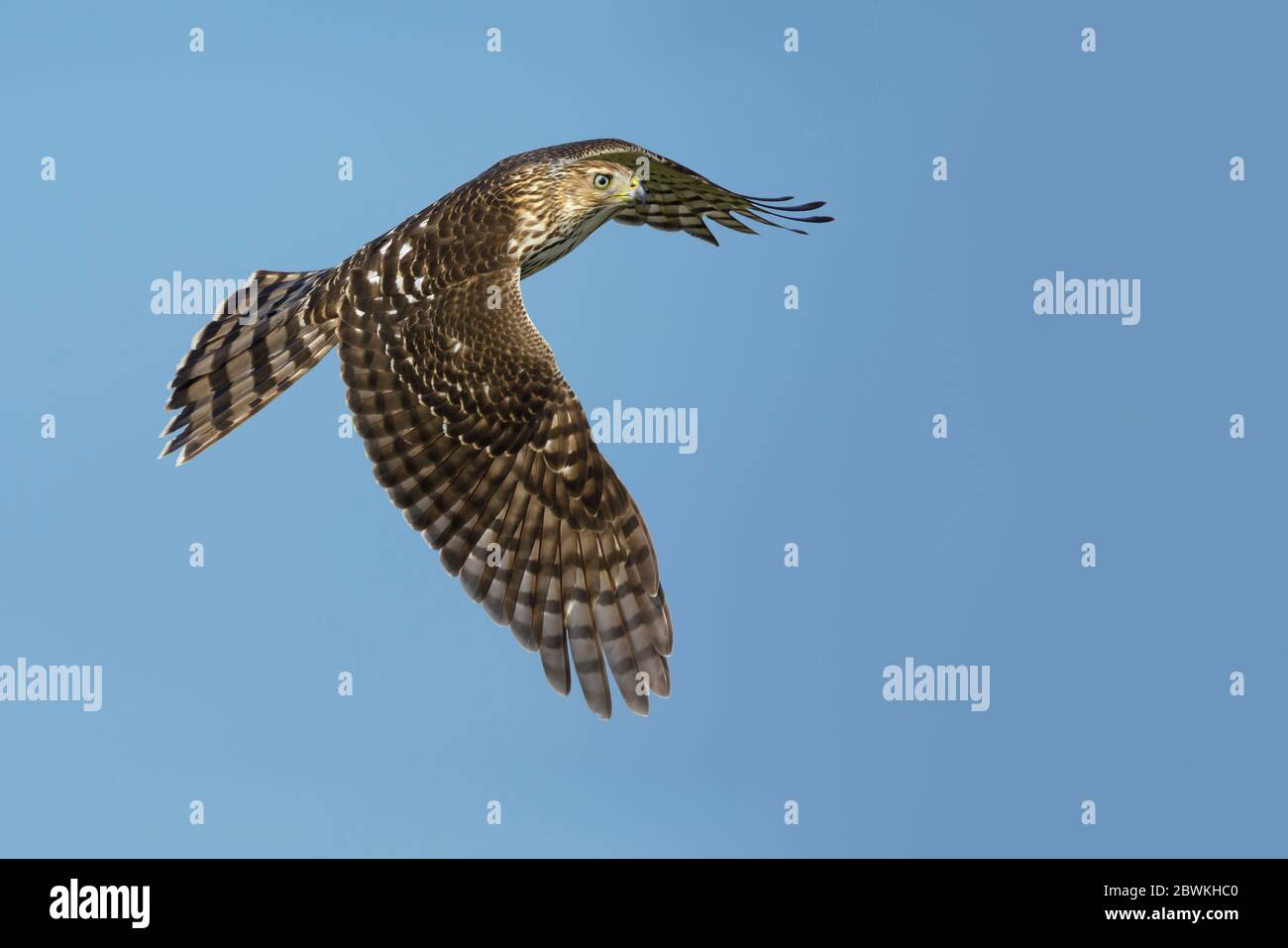Cooper's hawk (Accipiter cooperii), landing, USA, Texas, Chambers County Stock Photo