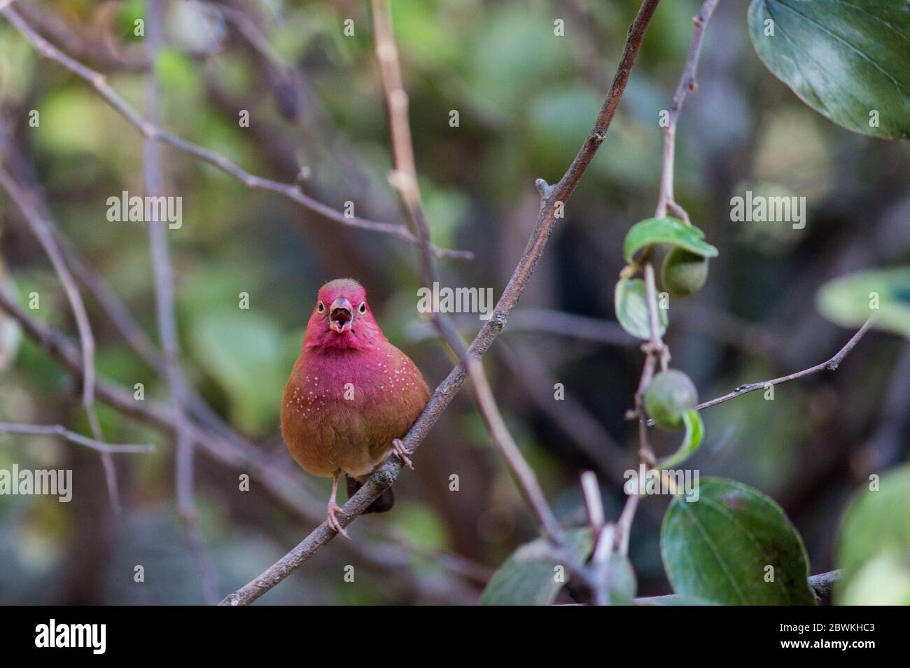 Senegal red-billed firefinch (Lagonosticta senegala) perched on a tree branch in Mozambique and singing with its beak open Stock Photo