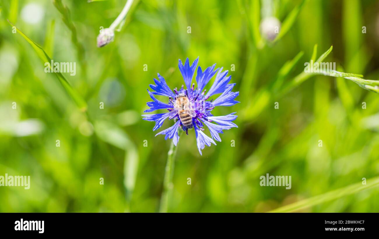 Close up of cornflower (cyanus segetum hill) with a bee Stock Photo