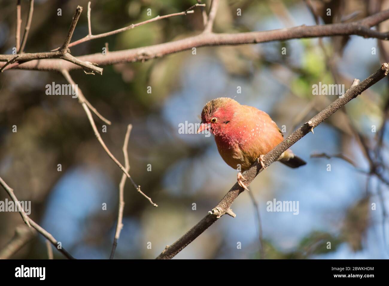 Senegal red-billed firefinch (Lagonosticta senegala) looking down perched on a tree branch in Mozambique Stock Photo