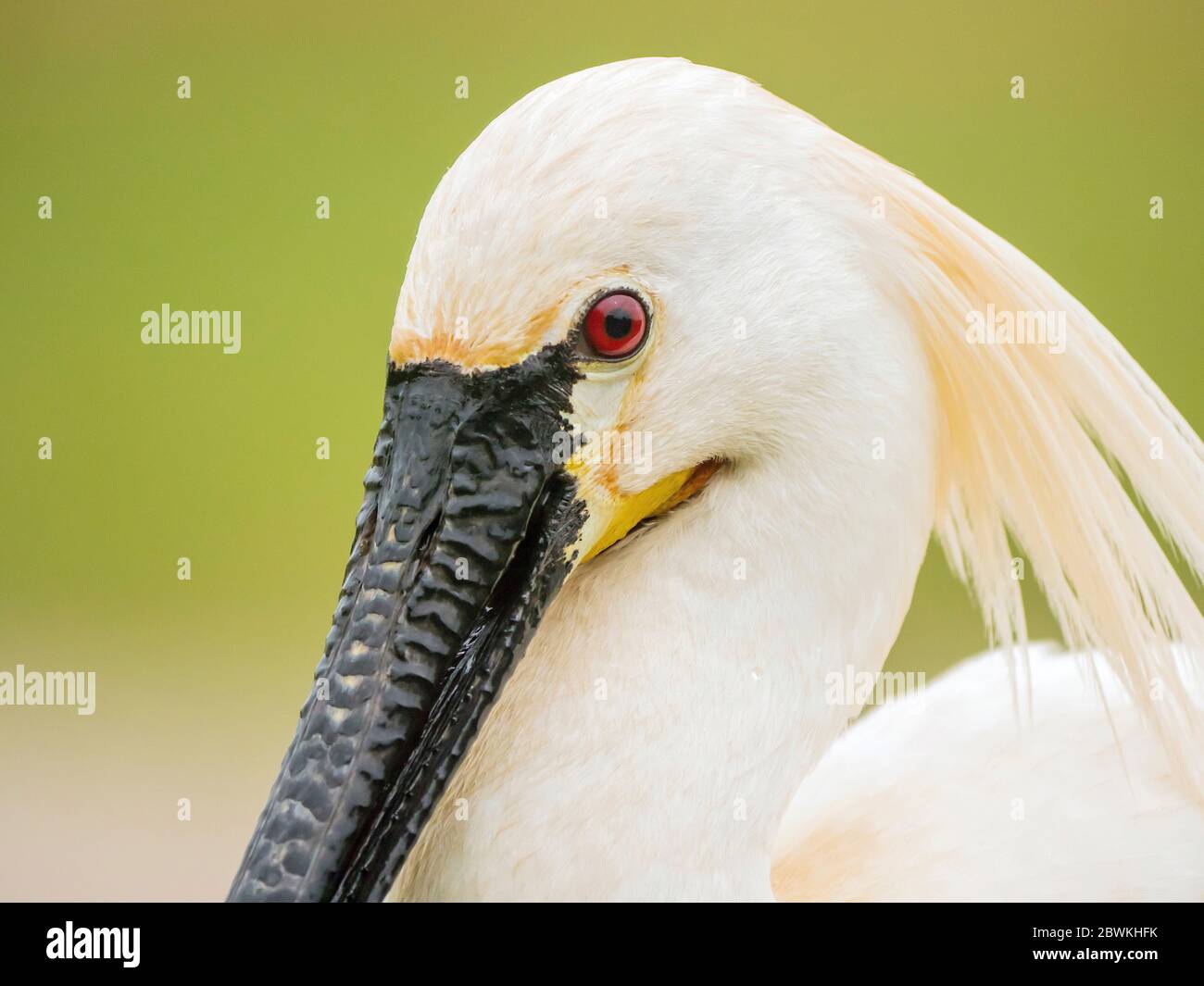 white spoonbill (Platalea leucorodia), portrait, Belgium, Kalmthout Stock Photo