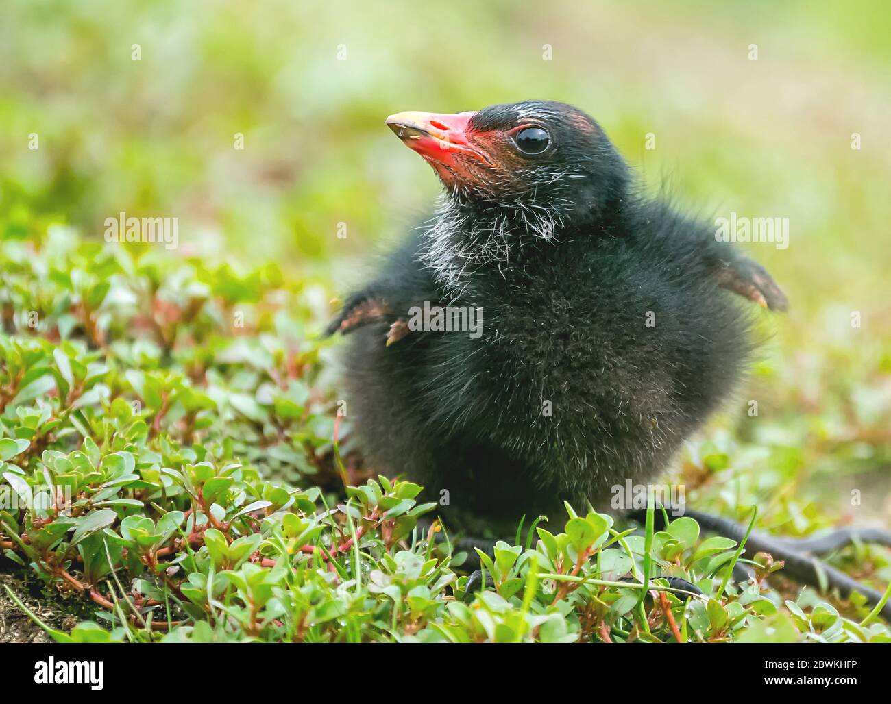 moorhen (Gallinula chloropus), squeaker, Belgium, Kalmthout Stock Photo