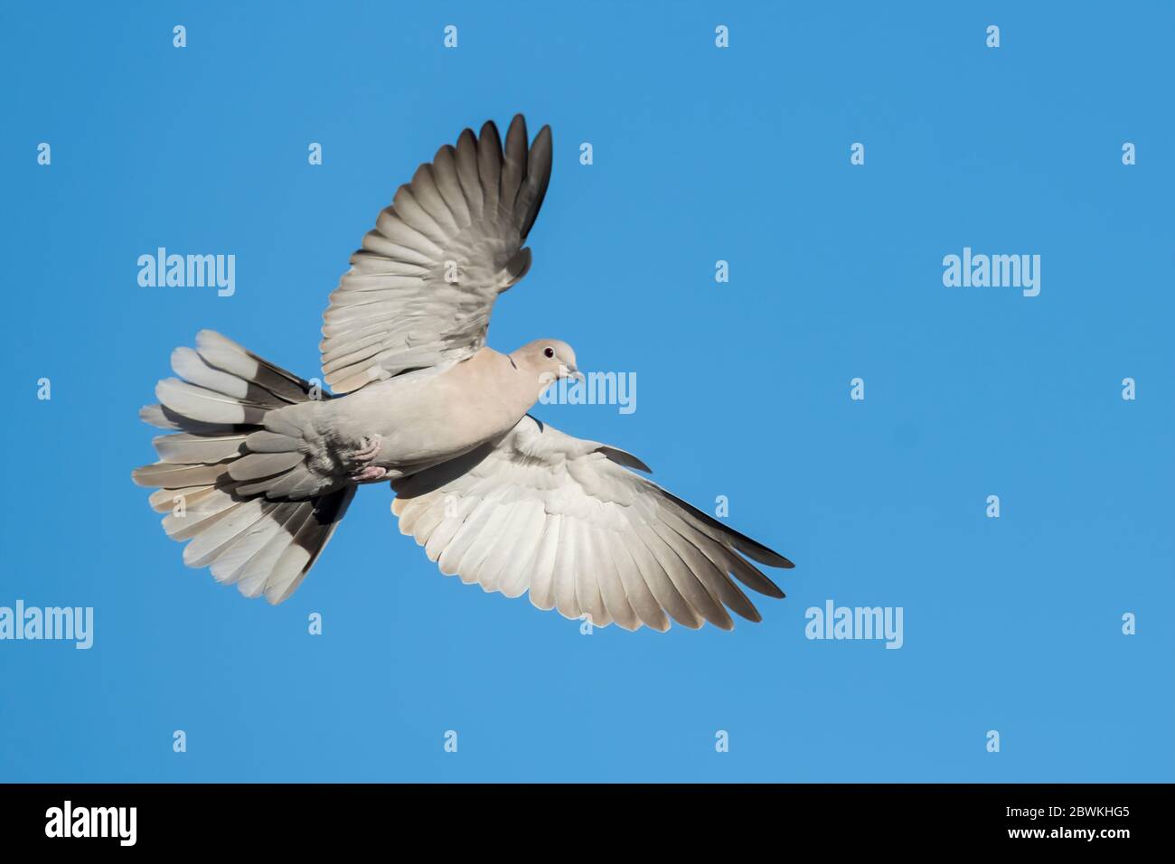 collared dove (Streptopelia decaocto), adult in flight, USA, California Stock Photo