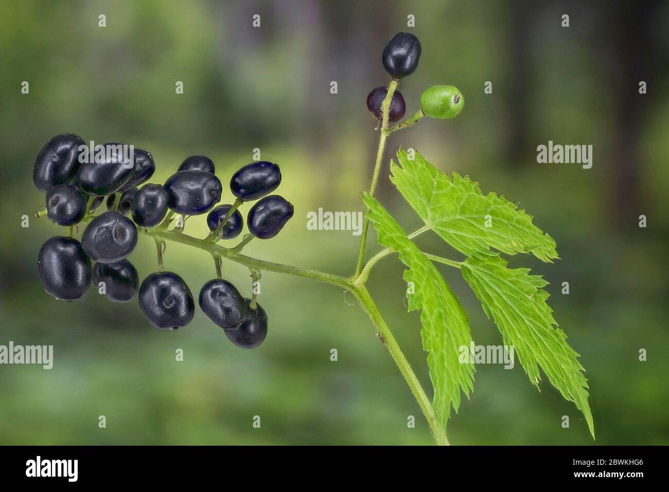 baneberry (Actaea spicata, Actaea nigra), fruiting, Germany, Bavaria, Ammergauer Alpen Stock Photo