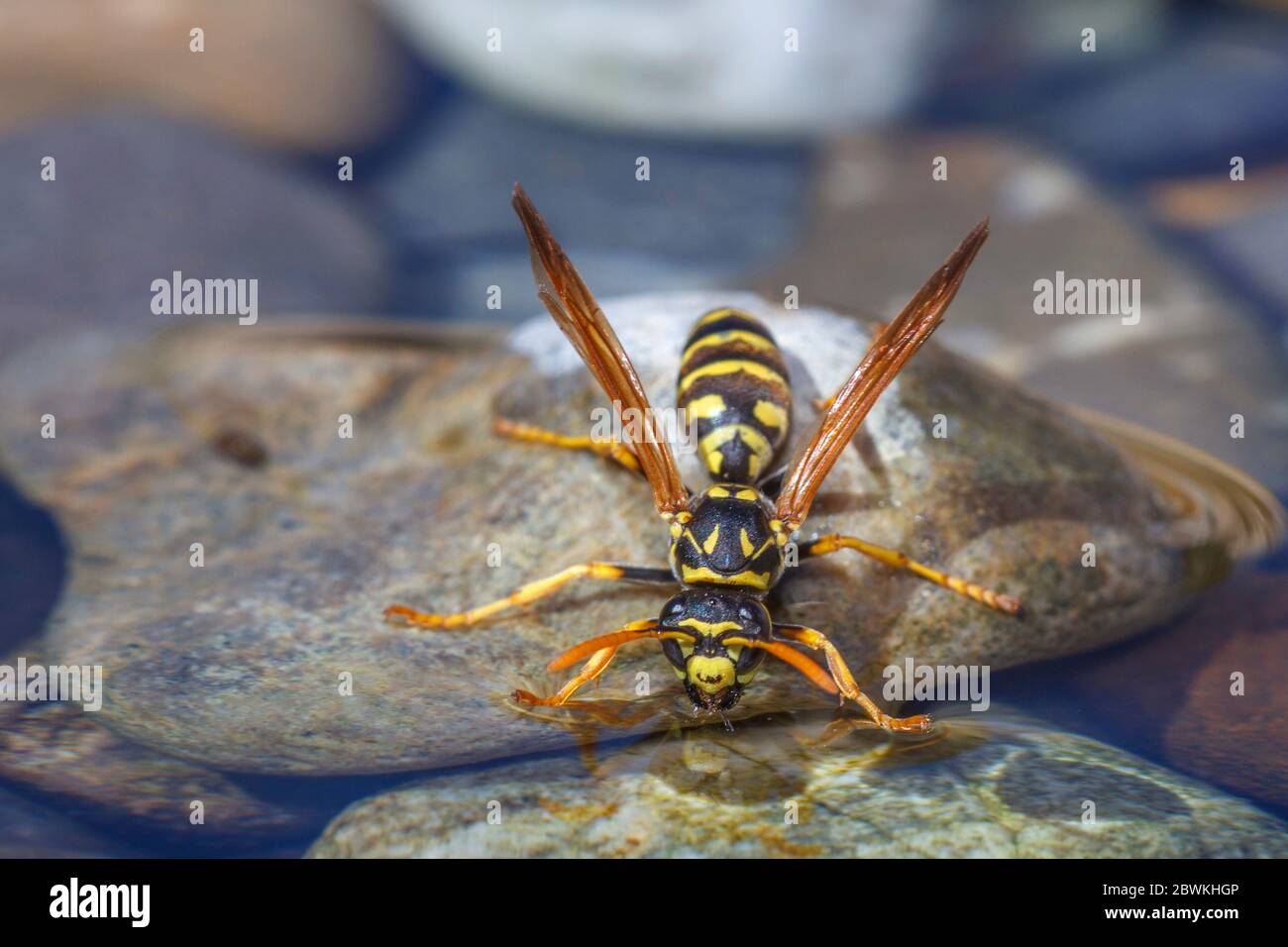 Paper wasp (Polistes gallica, Polistes dominula), drinking at the stony waterside, front view, Germany Stock Photo