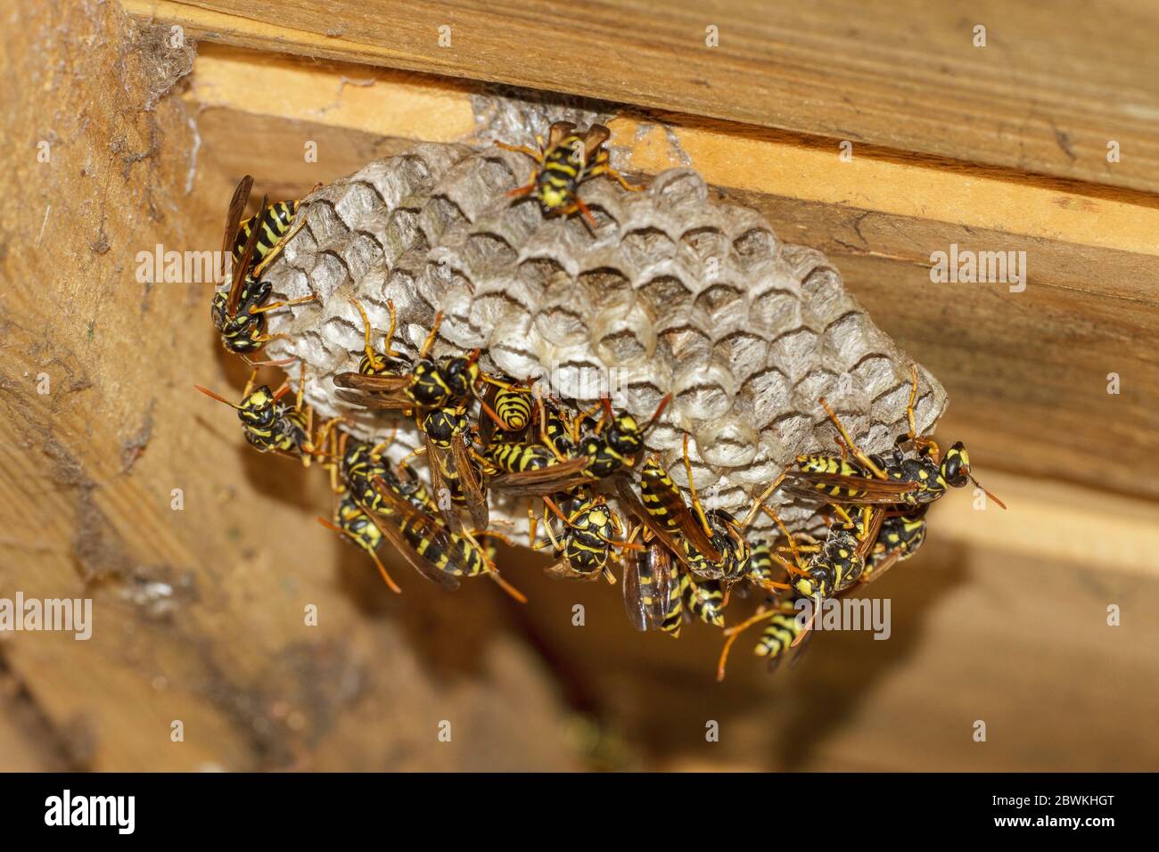Paper wasp (Polistes gallica, Polistes dominula), hard-working wasps at the nest, Germany Stock Photo