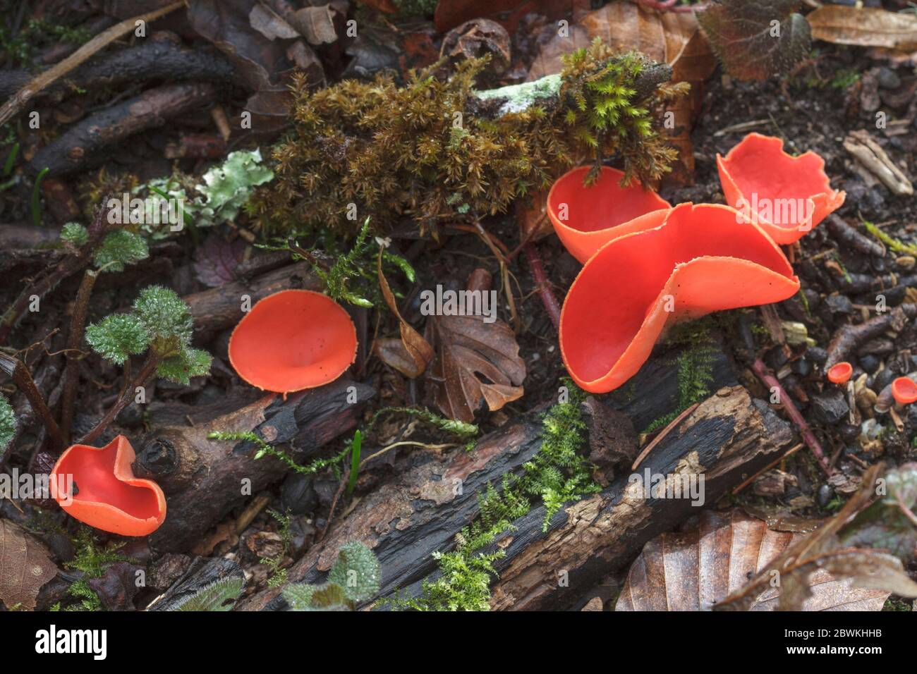 scarlet elf cup, scarlet elf cap, the scarlet cup (Sarcoscypha coccinea), fruit bodies on dead wood, Germany Stock Photo