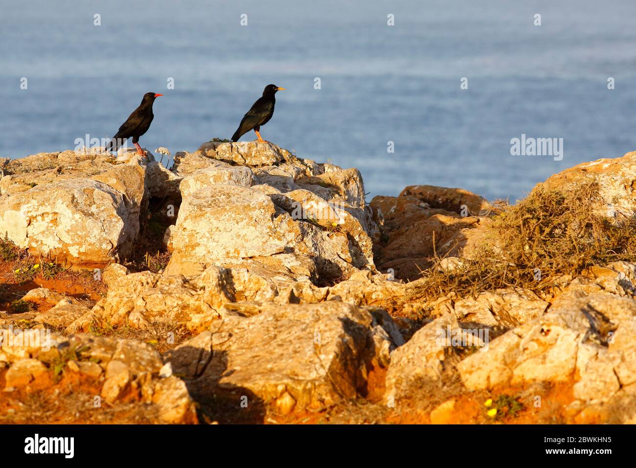 red-billed chough (Pyrrhocorax pyrrhocorax erythroramphos), adult and juvenile (right) perching on the edge of a cliff along the Atlantic coast, Portugal Stock Photo