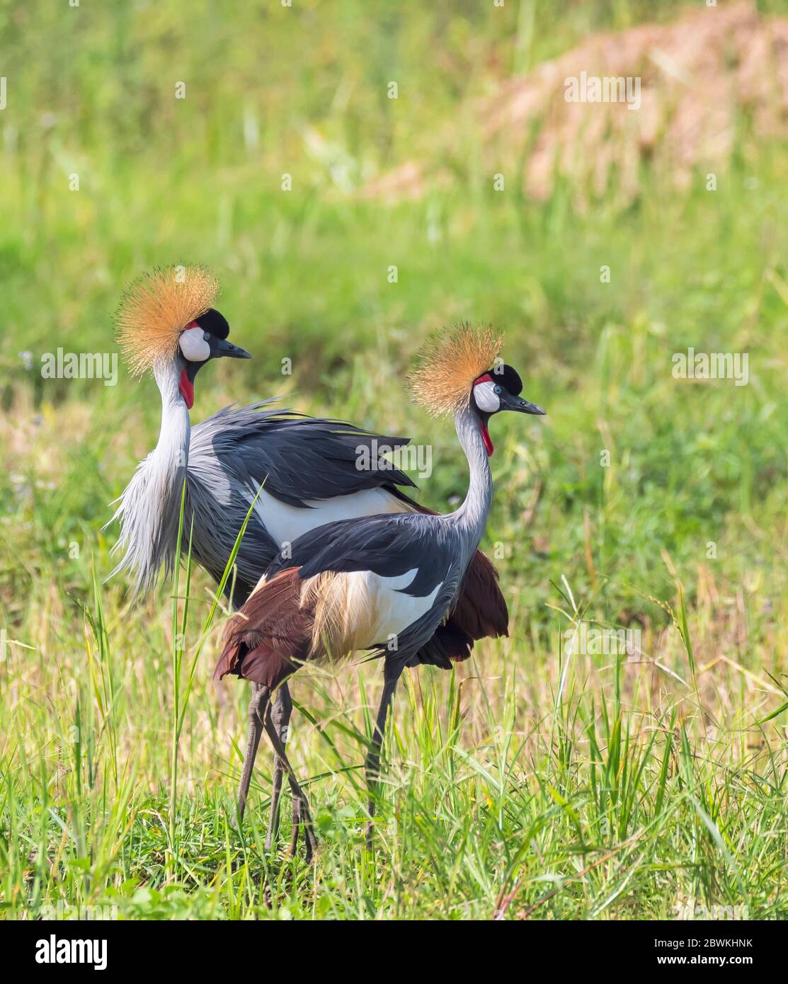 South African crowned crane, Grey crowned crane (Balearica regulorum), standing in a swamp, Uganda Stock Photo