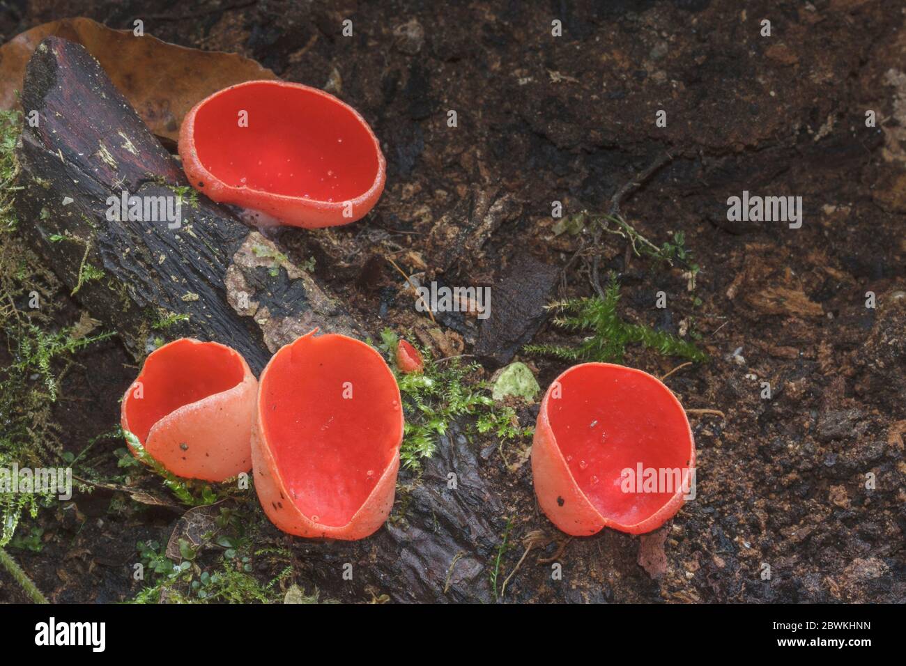 scarlet elf cup, scarlet elf cap, the scarlet cup (Sarcoscypha coccinea), fruit bodies on dead wood, Germany Stock Photo