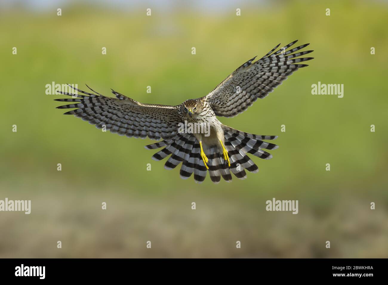 Cooper's hawk (Accipiter cooperii), landing, USA, Texas, Chambers County Stock Photo