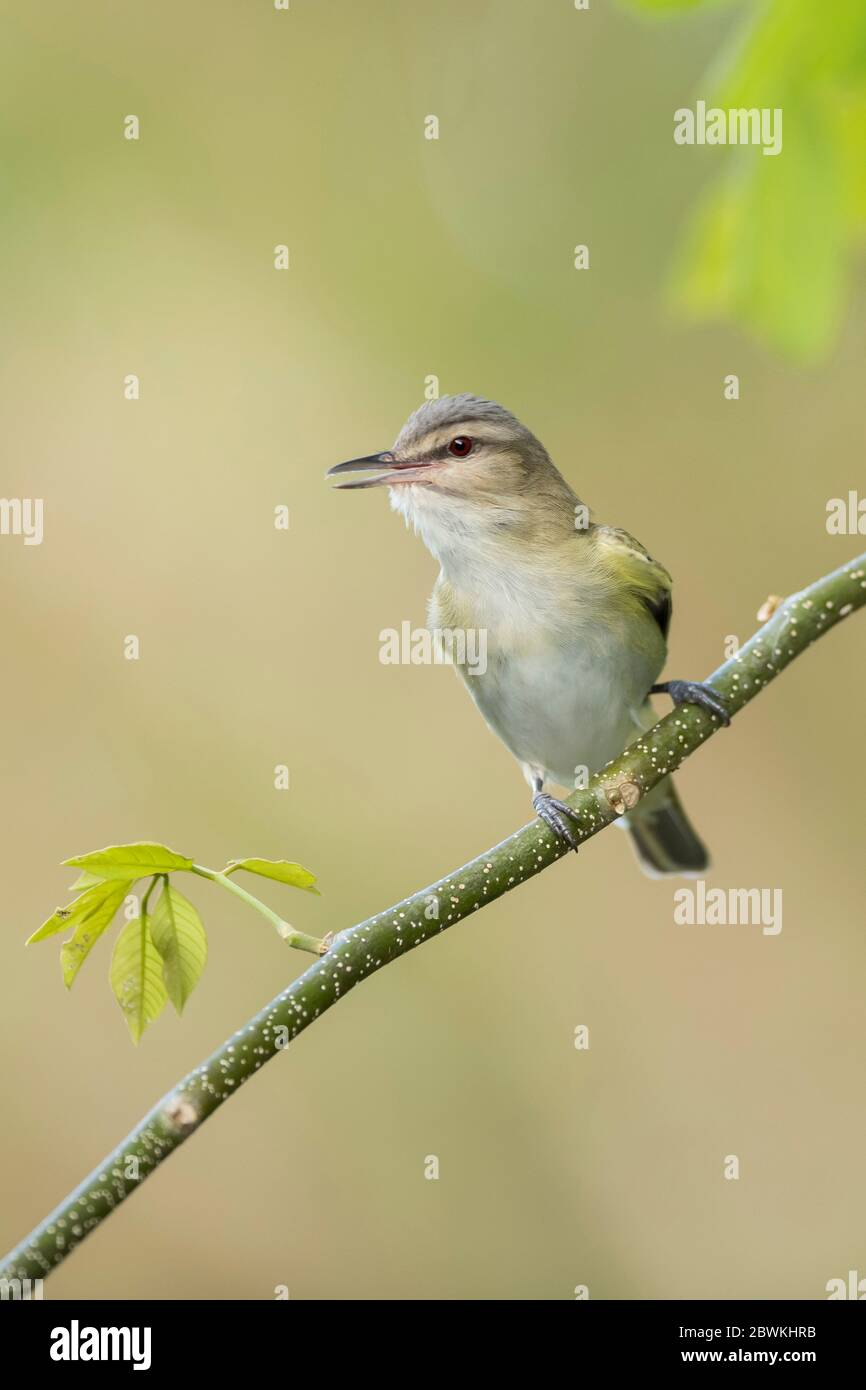 black-whiskered vireo (Vireo altiloquus barbatulus, Vireo barbatulus), perched on a branch, singing, USA, Florida, Monroe Country Stock Photo