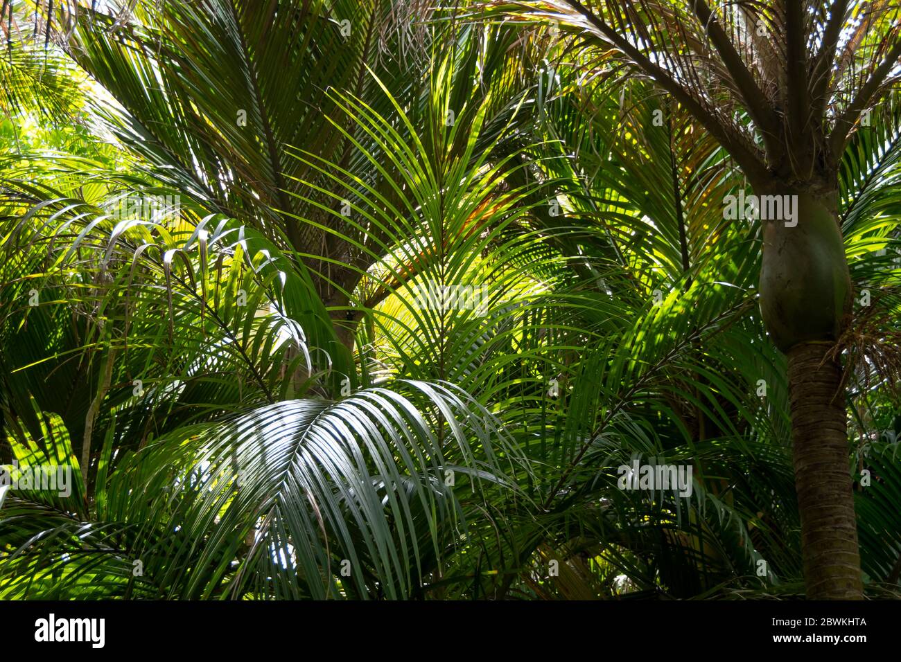 Tree nikau palm native hi-res stock photography and images - Alamy