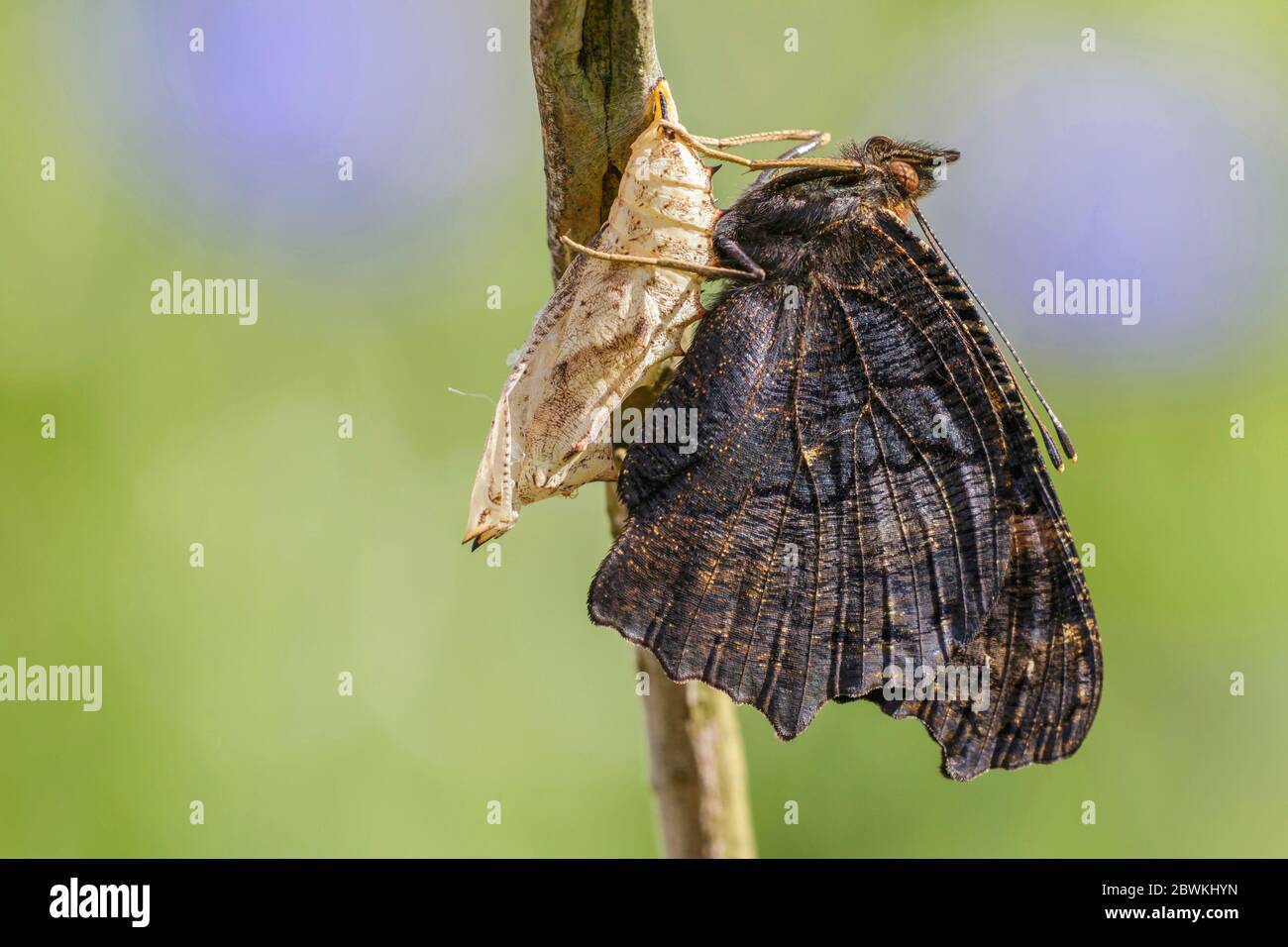 Peacock butterfly, European Peacock (Inachis io, Nymphalis io, Aglais io), imago at the pupa, Germany Stock Photo