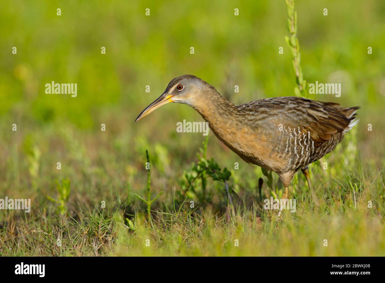 Clapper rail (Rallus crepitans), Adult walking right out in the open in coastal salt marsh in Galveston County, Texas, USA., USA, Texas, Galveston County Stock Photo