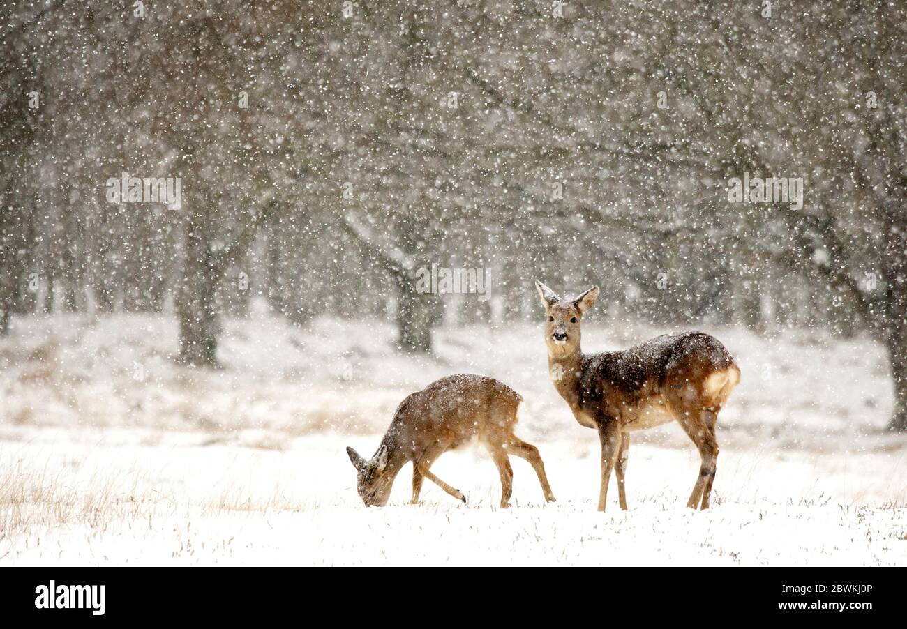 roe deer (Capreolus capreolus), doe foraging with fawn in the snow, Netherlands Stock Photo