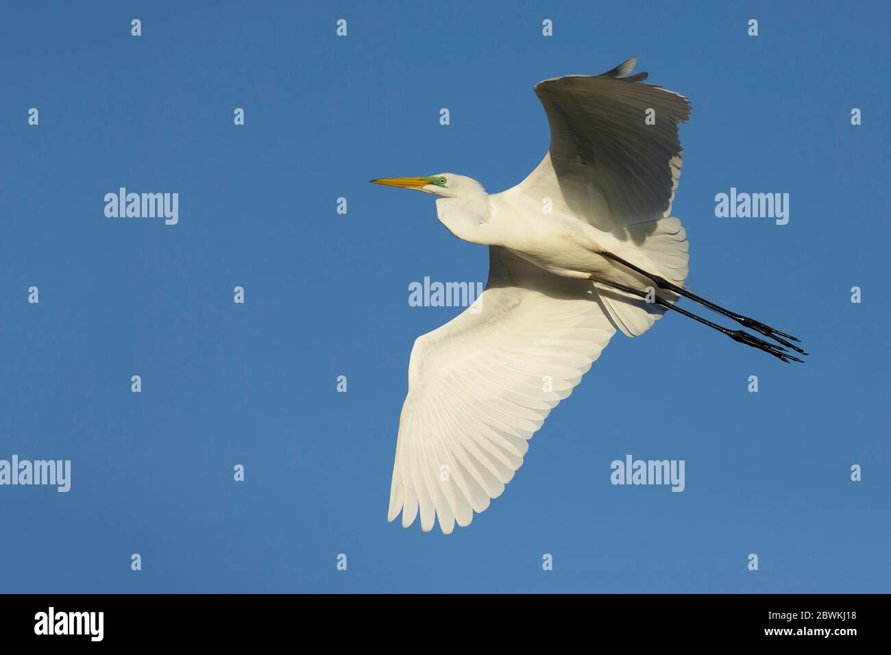 American great egret, American Great White Egret (Ardea alba egretta