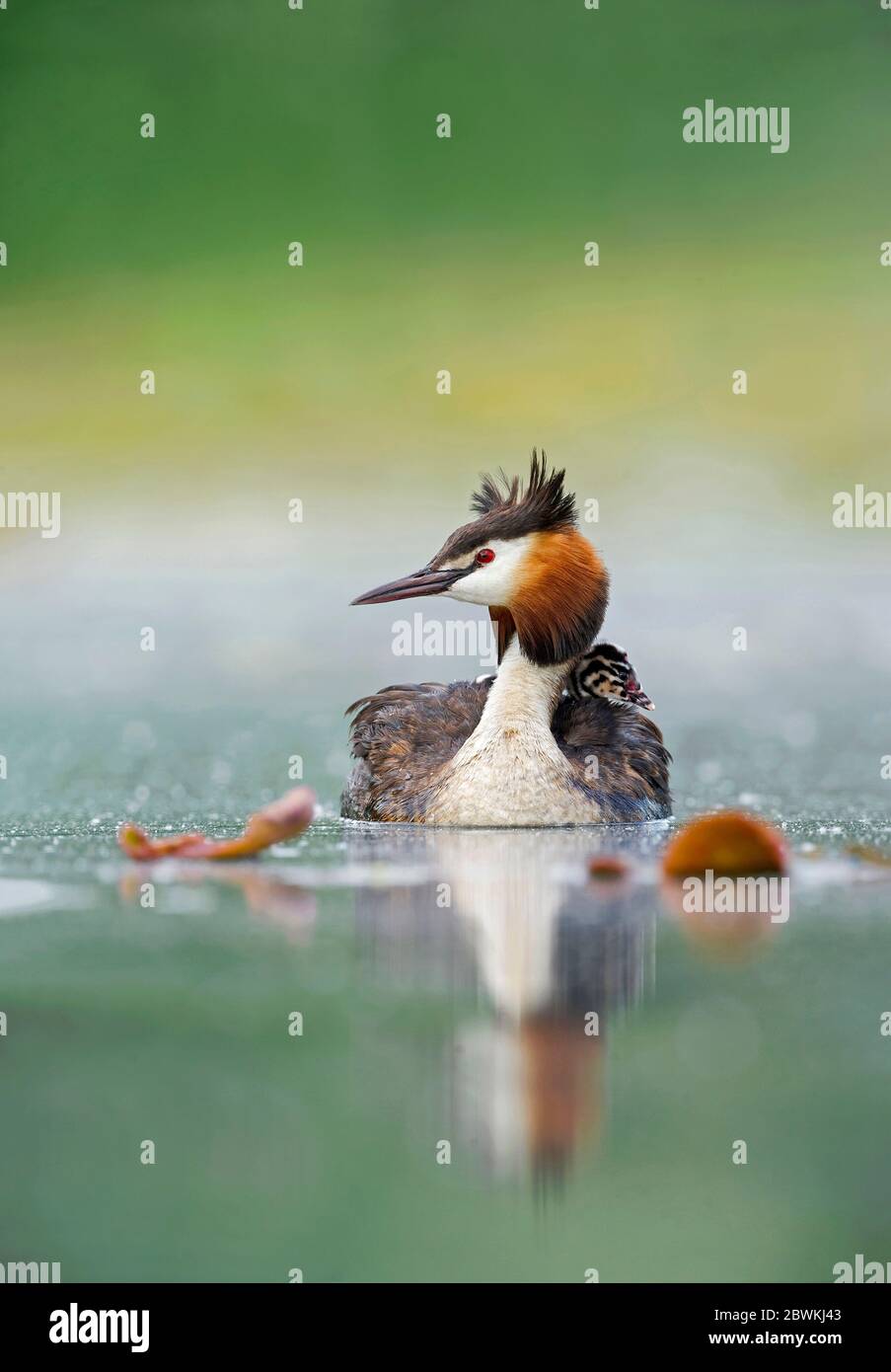 great crested grebe (Podiceps cristatus), swimming, Italy, Piedmont Stock Photo