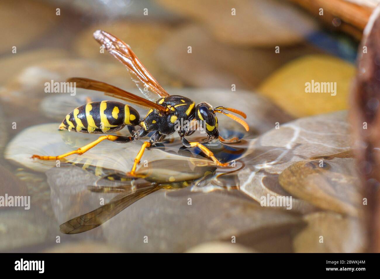 Paper wasp (Polistes gallica, Polistes dominula), drinking at the stony waterside, side view, Germany Stock Photo
