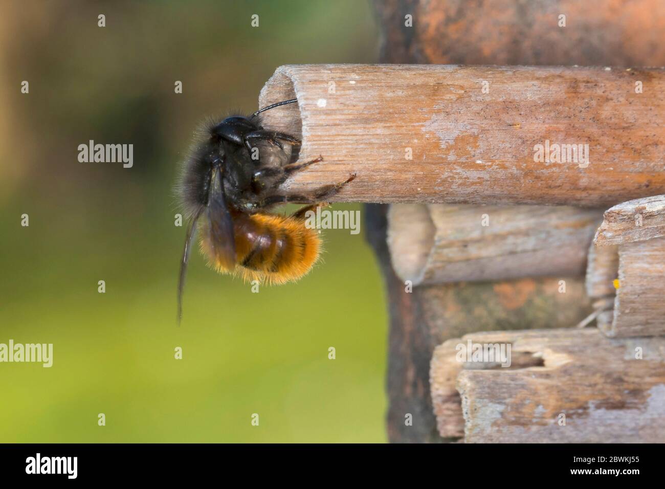 European Orchard Bee, hornfaced bee (Osmia cornuta), female at the nesting aid, Germany Stock Photo