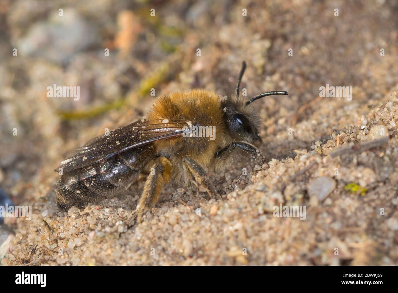 Spring Colletes (Colletes cunicularius), sits on the ground, Germany Stock Photo