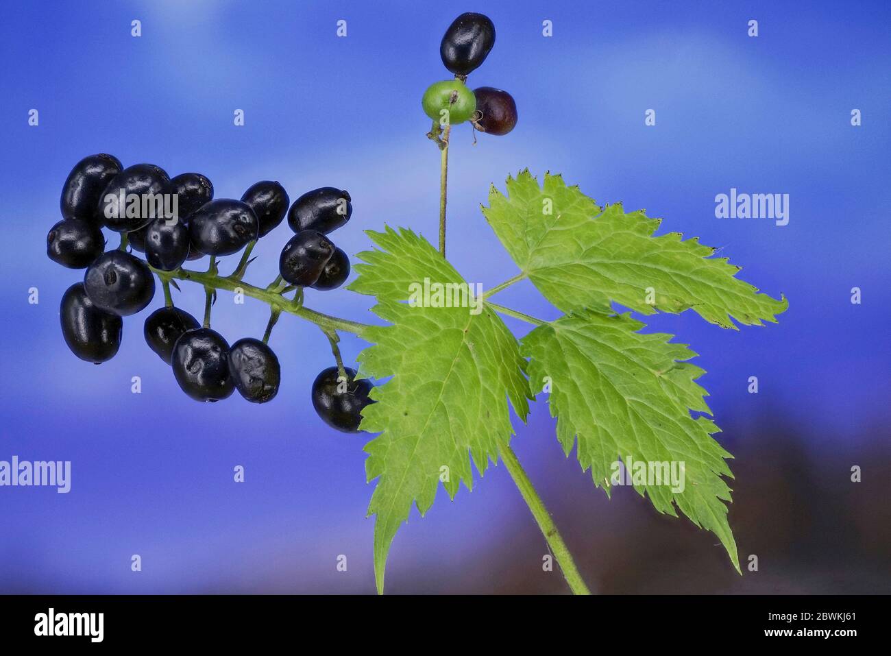 baneberry (Actaea spicata, Actaea nigra), fruiting against blue background, Germany, Bavaria, Ammergauer Alpen Stock Photo