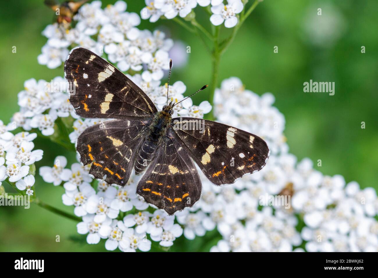 map butterfly, summer form (Araschnia levana f. prorsa), on yarrow, view from above, Germany, Baden-Wuerttemberg Stock Photo