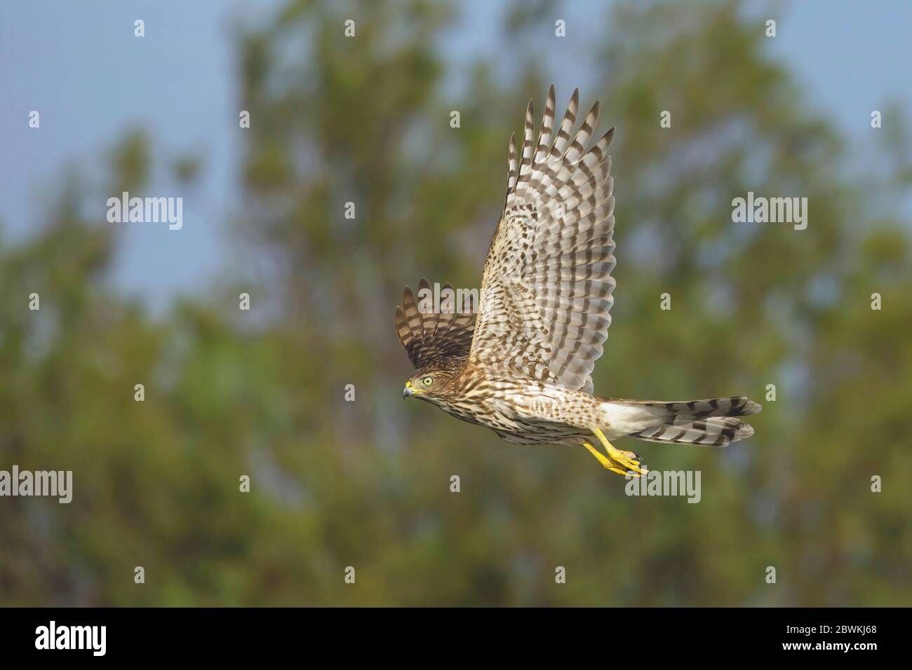 Cooper's hawk (Accipiter cooperii), in flight, USA, Texas, Chambers County Stock Photo