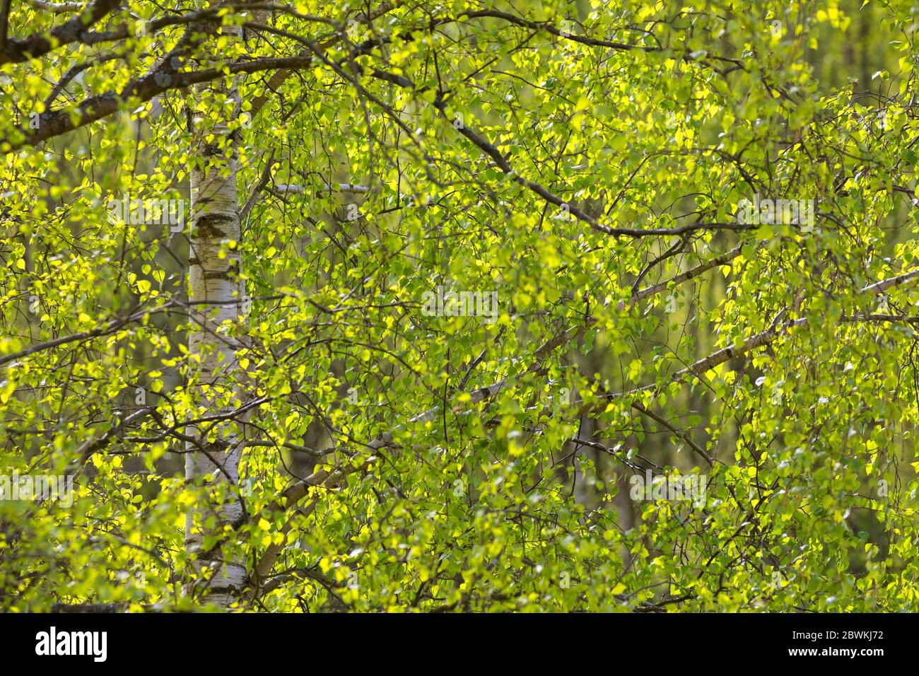 common birch, silver birch, European white birch, white birch (Betula pendula, Betula alba), birch forest in spring, detail, Germany Stock Photo