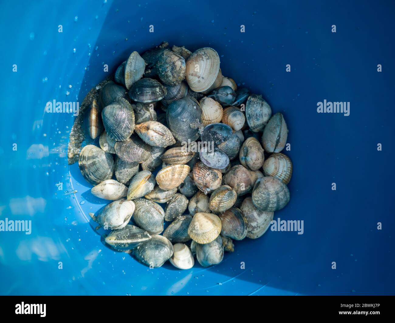 Clams in a blue bucket fresh from the sea. Fishing sea shells on a beach at low tide Stock Photo